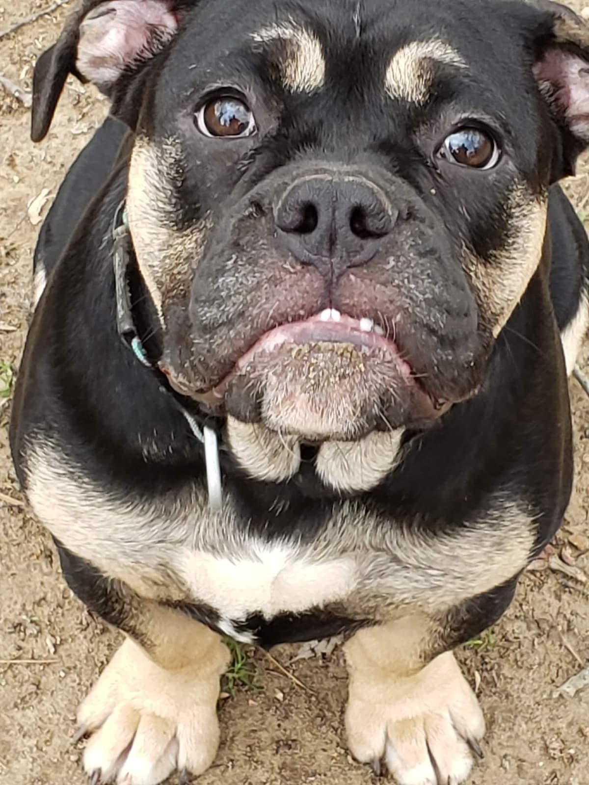 The Bull Firm Puppy A1