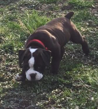 Hippen's Wrigley The Gremlin