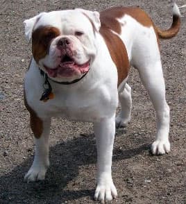 HKB's Ozzy
