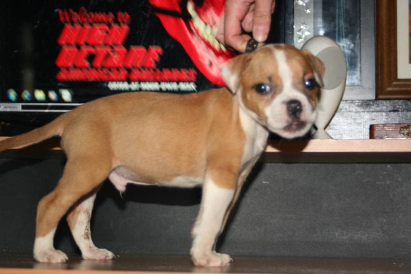 HOK's Devil Dog