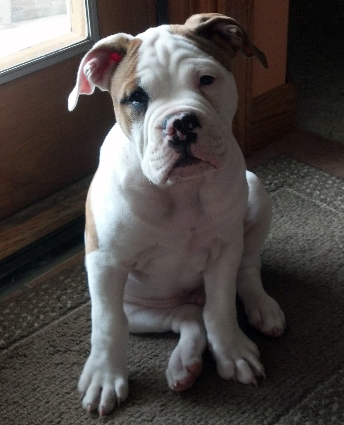 Holland's Zeuseus Maximus