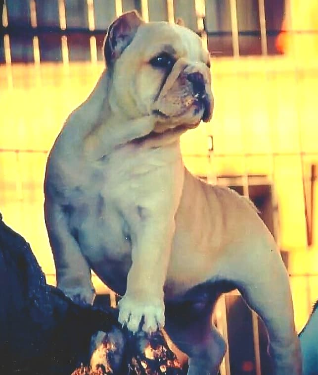 HTK's Bull-Jango @ PTB/ IJ