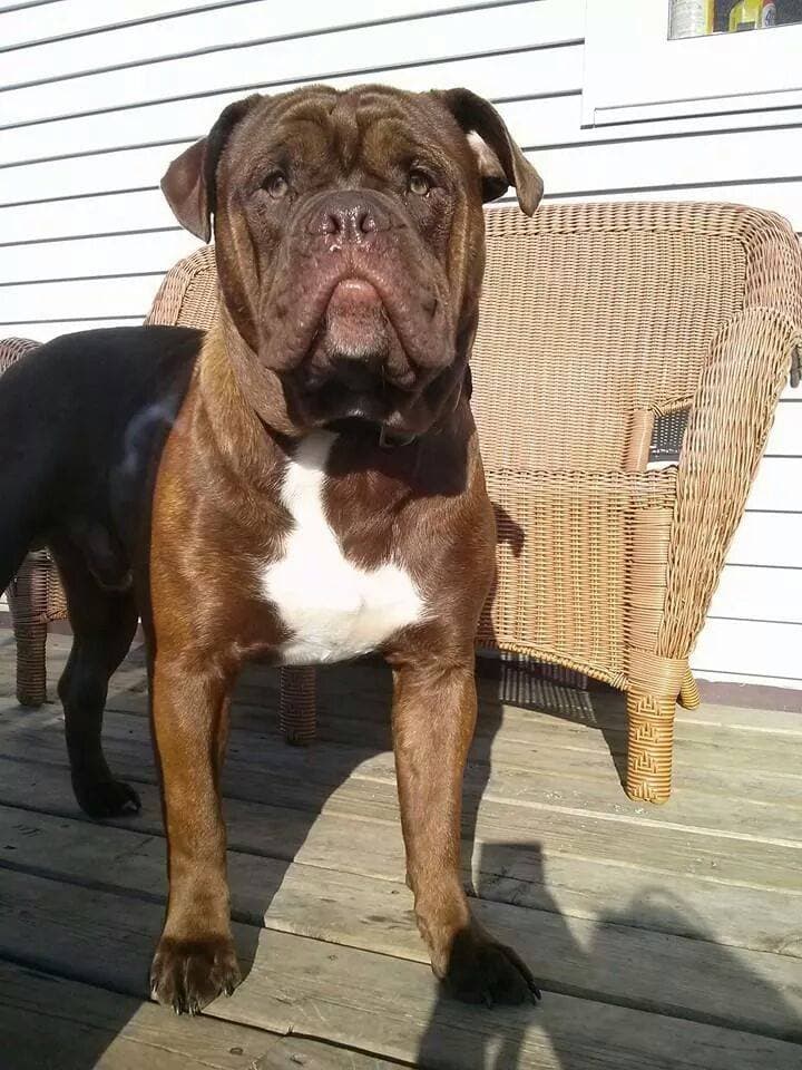 HTK's Puppy B1