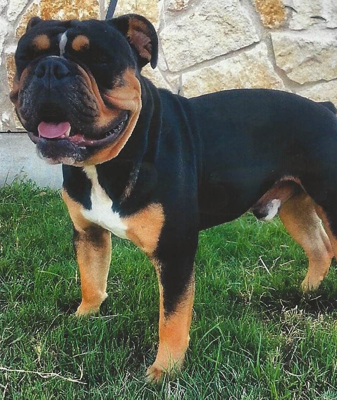 Imperial's Cesar of RMB Bulldogges