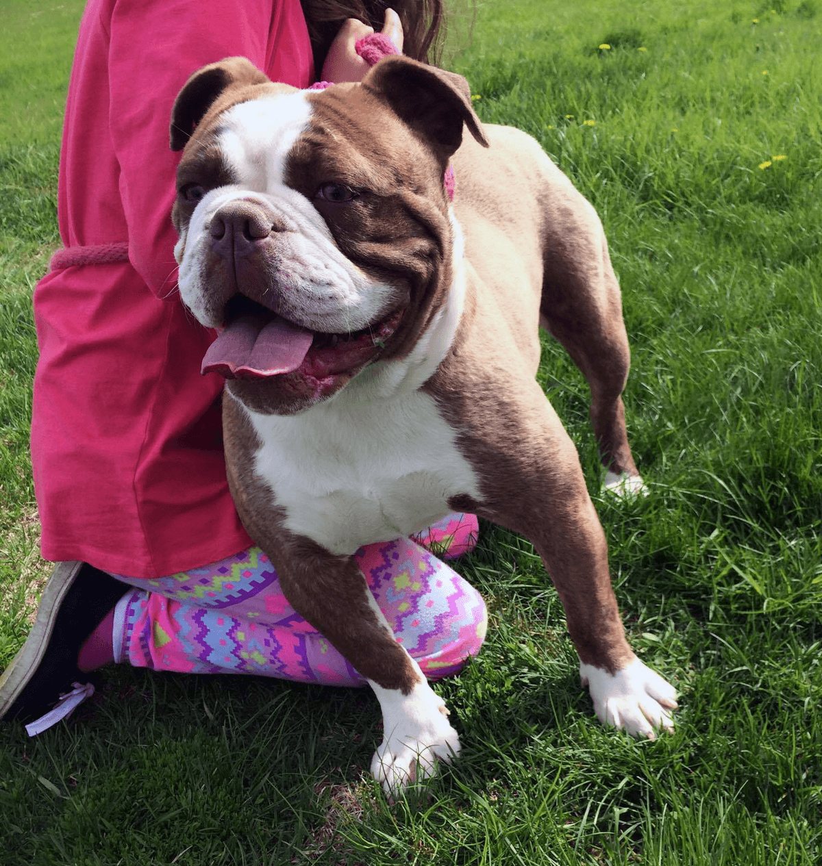 Irresistible Kennels' Chucky