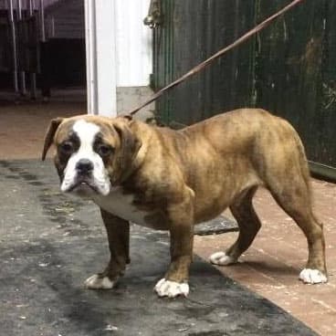 Irresistible Kennels' Bud Spencer