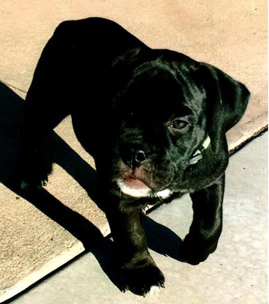 Jackson's Puppy A1
