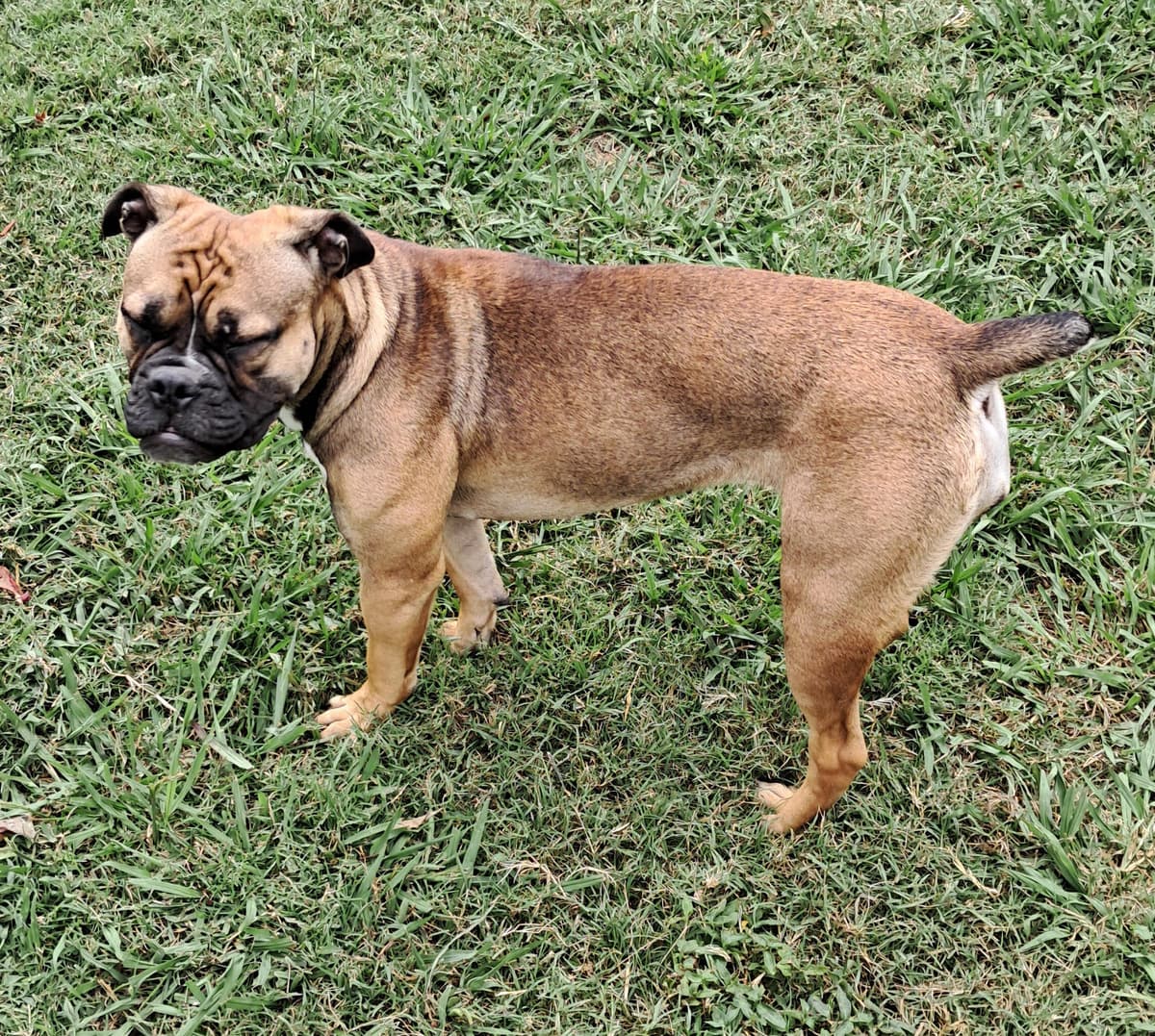 Brawn's Puppy N4