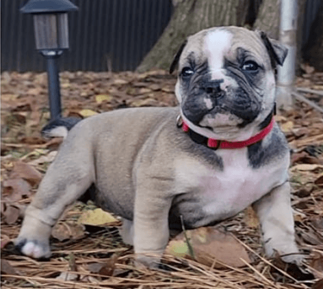 Brawn's Puppy N3
