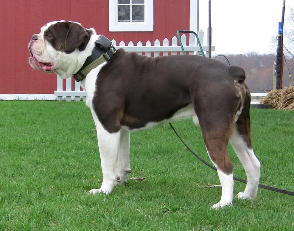 Vega's Nala
