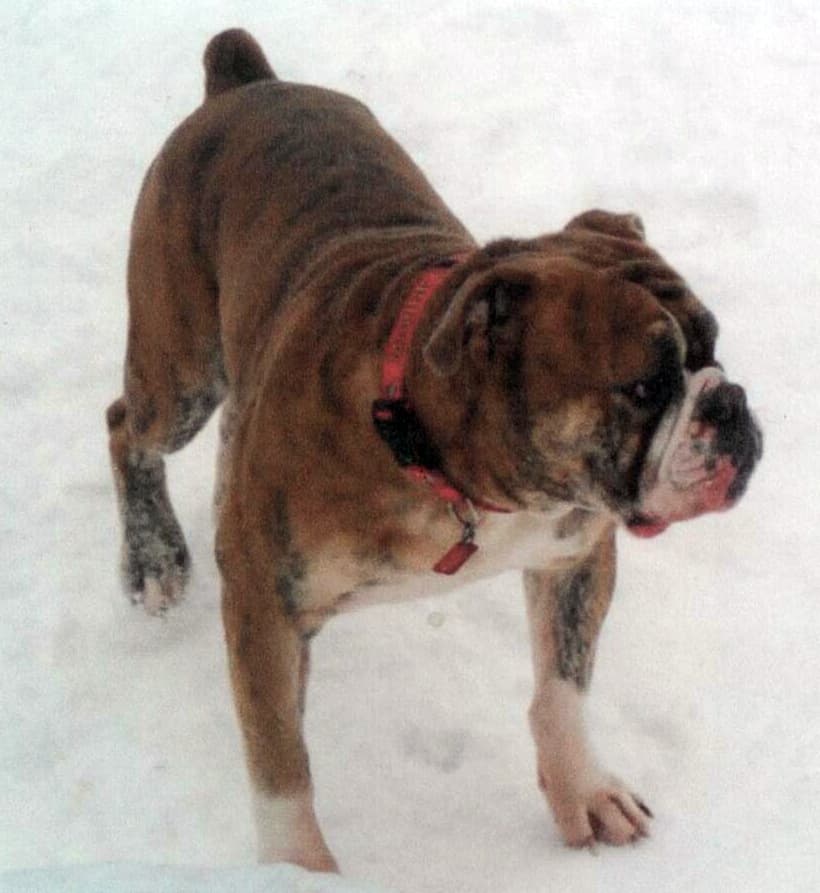 Joyful Acres' Jarhead