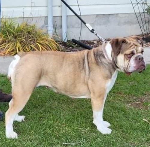 KC Bulldogges' Isabela