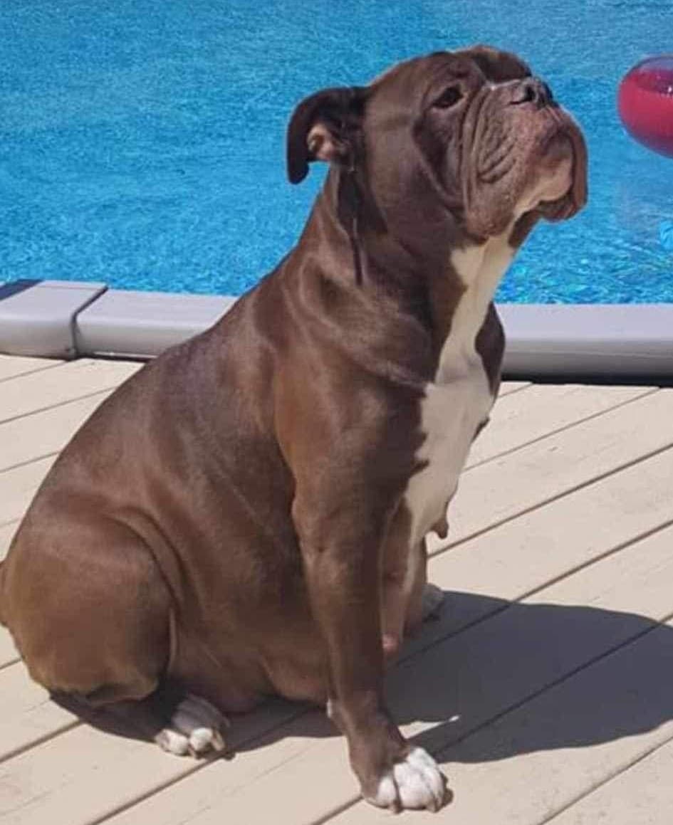 KC Bulldogges' Lola