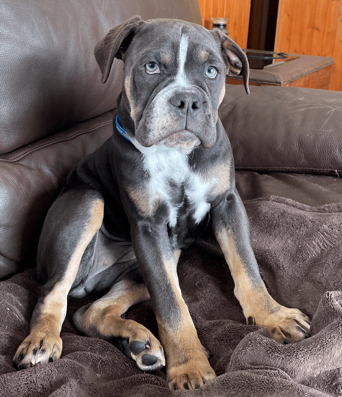 KC Bulldogges' Olive