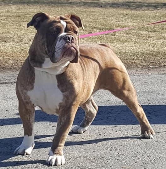 KC Bulldogges' Orca Whale