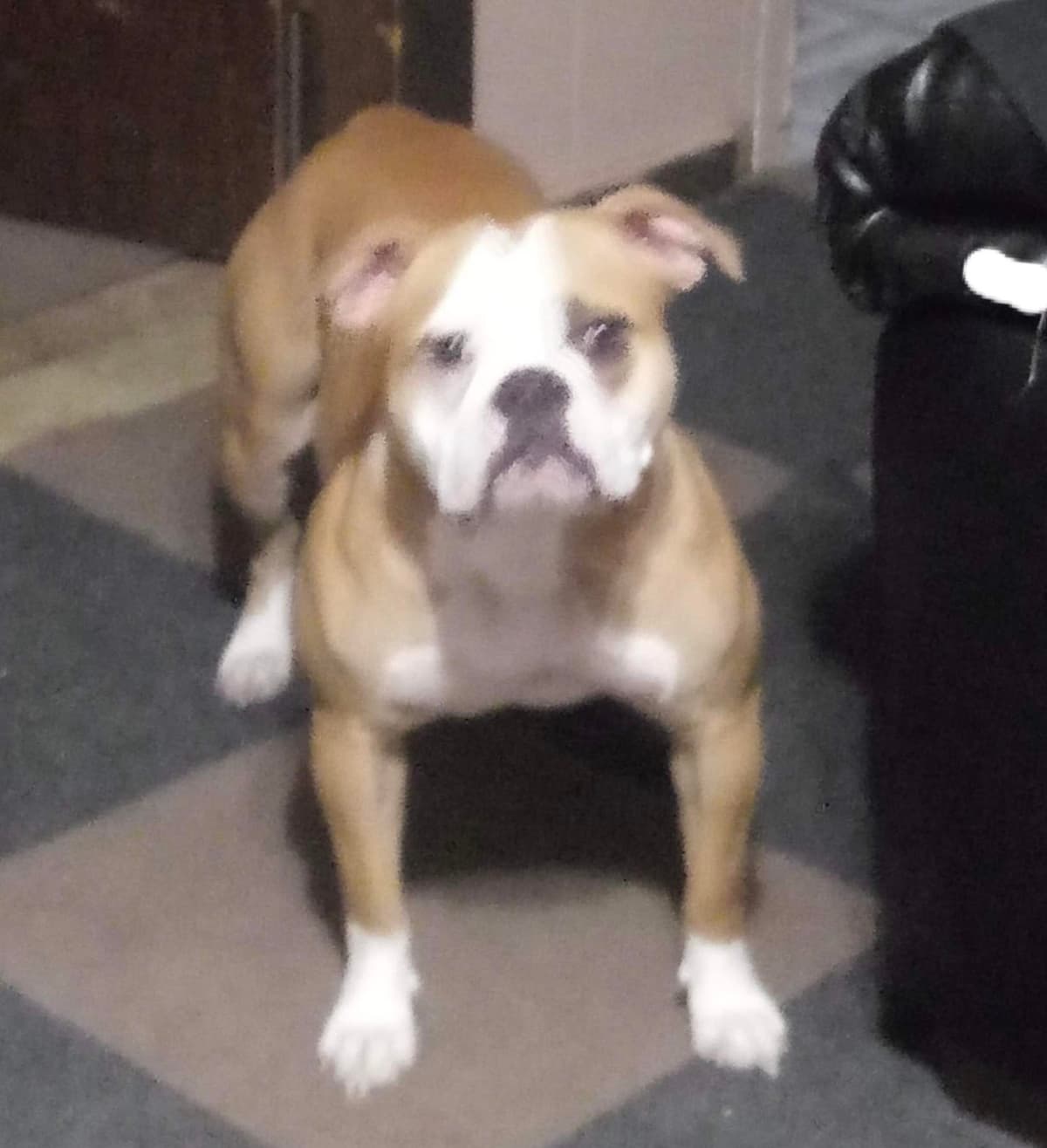 Kennedy's Nala