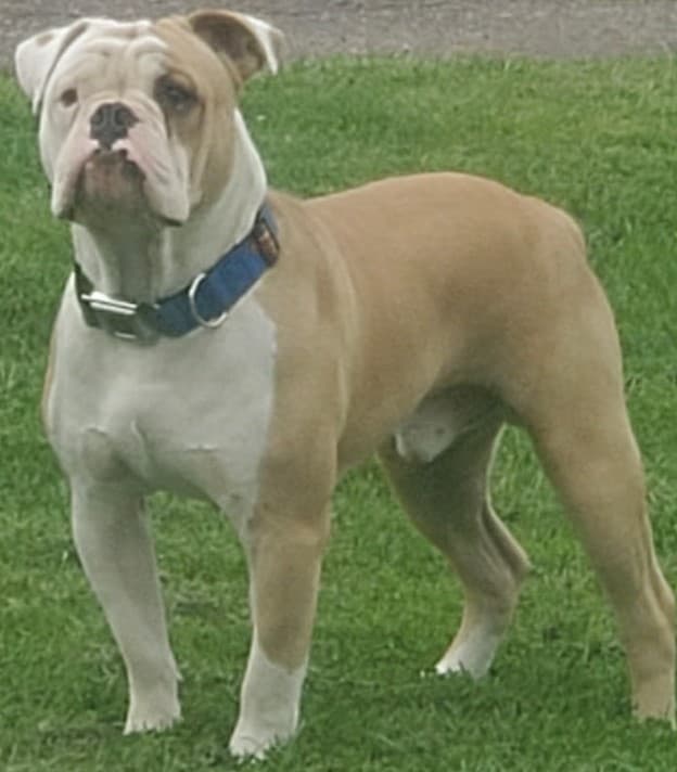 Kennedy's Wilson Hoagie Buckner