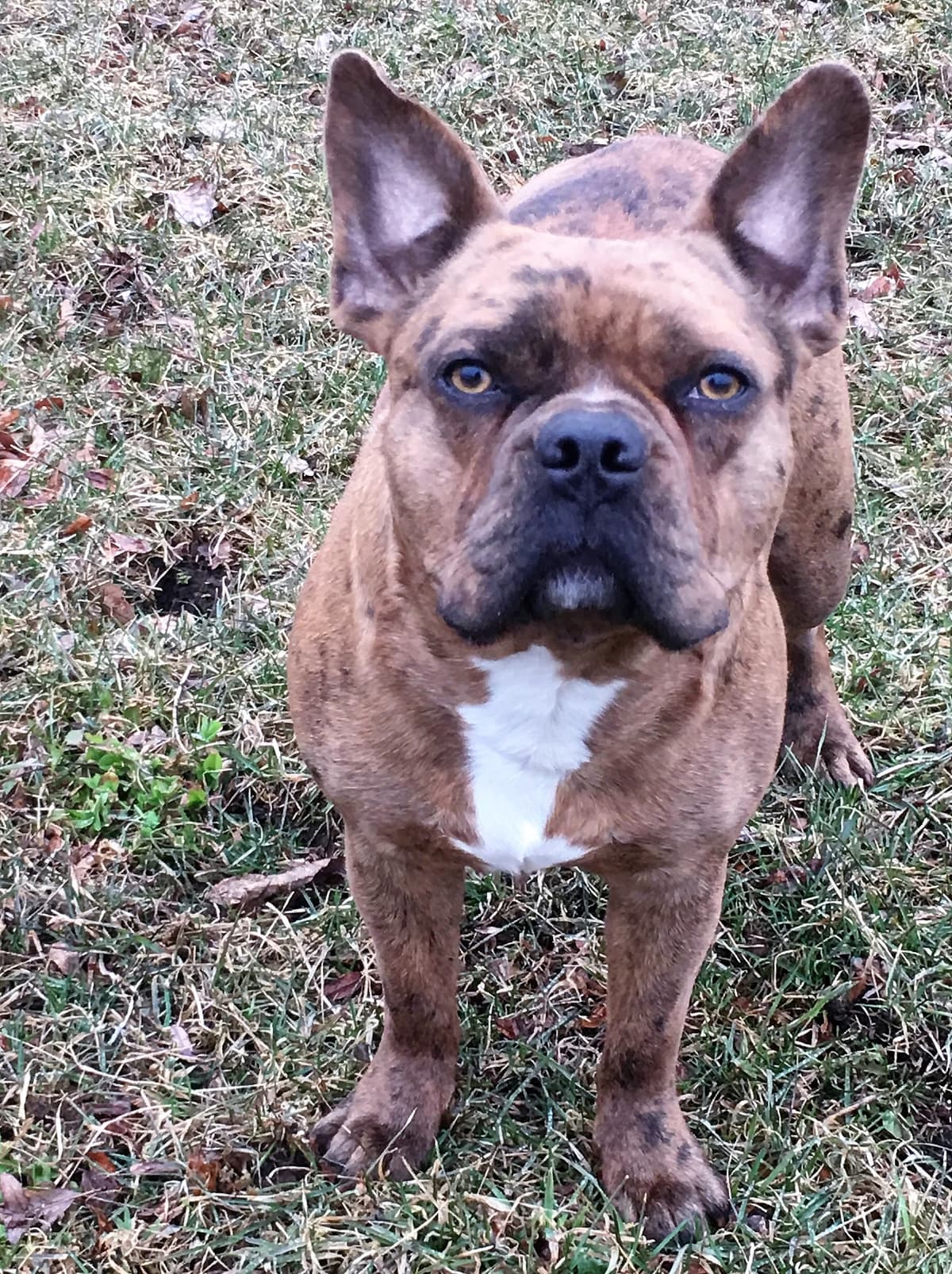O'Klassic's Cookie of Kinetic Bullies