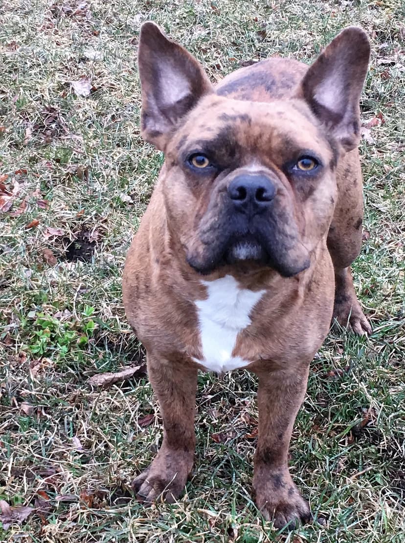 O'Klassic's Cookie of Kinetic Bullies