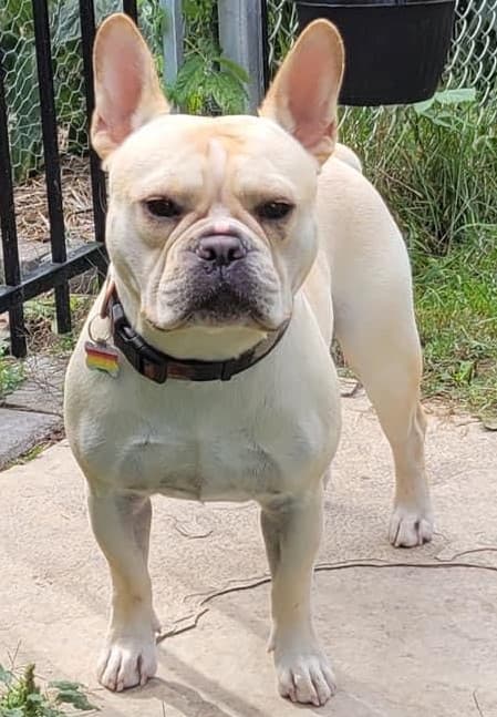 Kinetic Bullies' Freddie Mercury