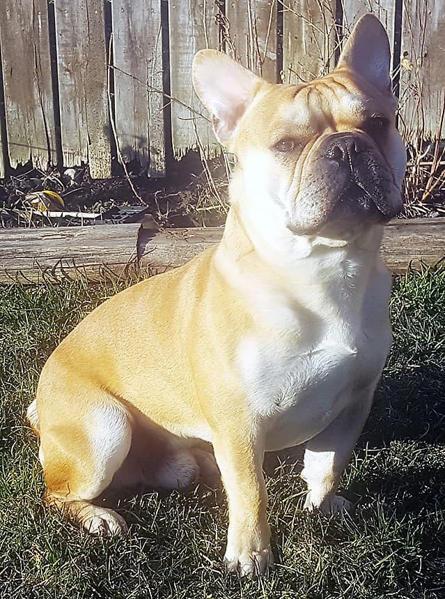 Kinetic Bullies' The Revolution