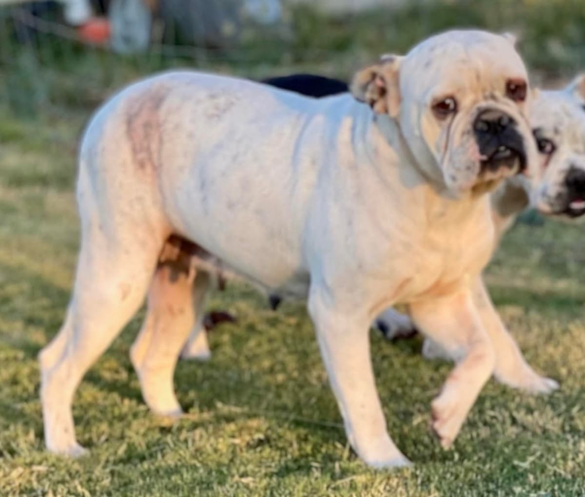 King Cain's Avery @ One Way Bulldogges