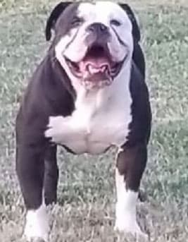 King of the Hills Tug