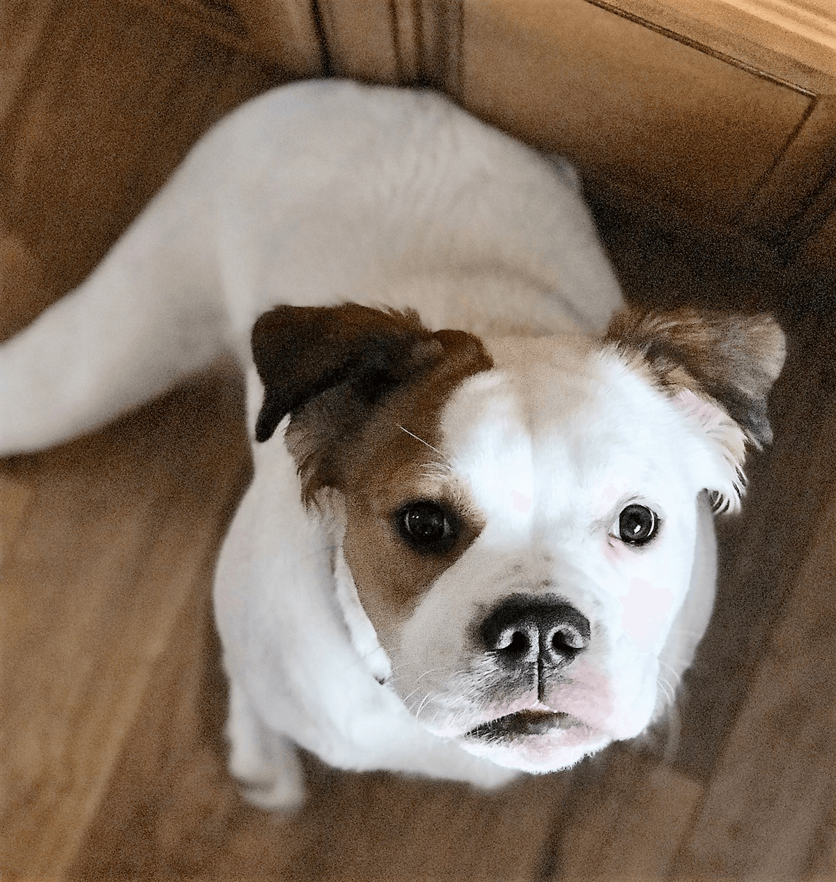 Kline's Bella Grace