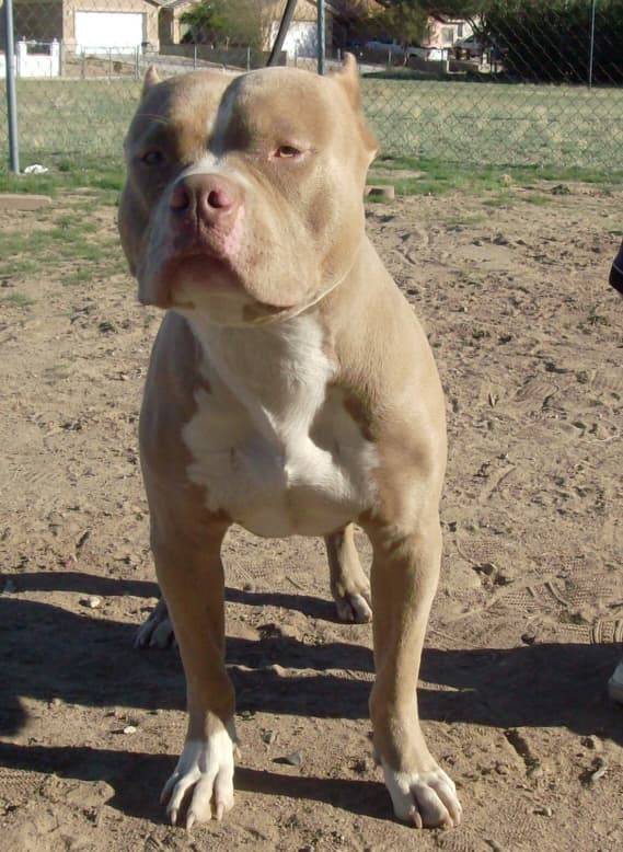 Kryptic Bullies' Tyson