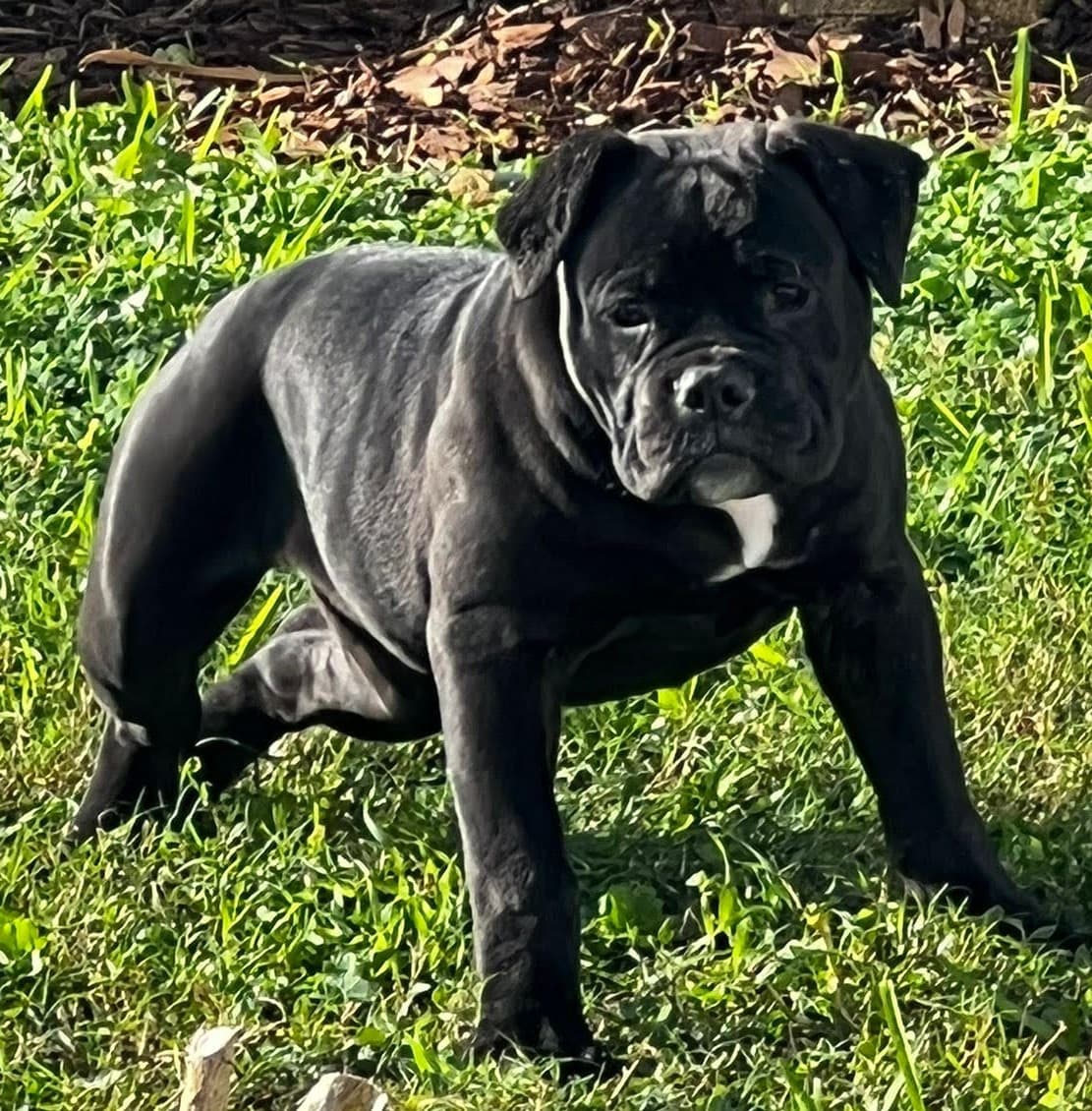 Legacy's Black Coco
