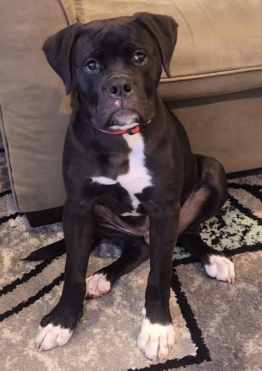 Legacy's Knox