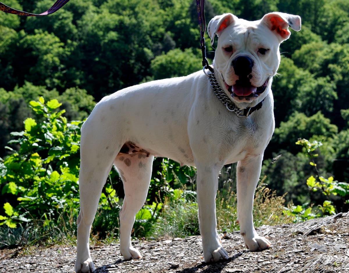 Little White Bulls' Pauline