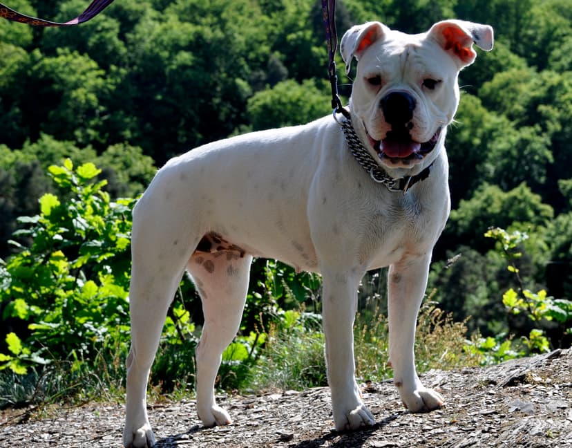 Little White Bulls' Pauline