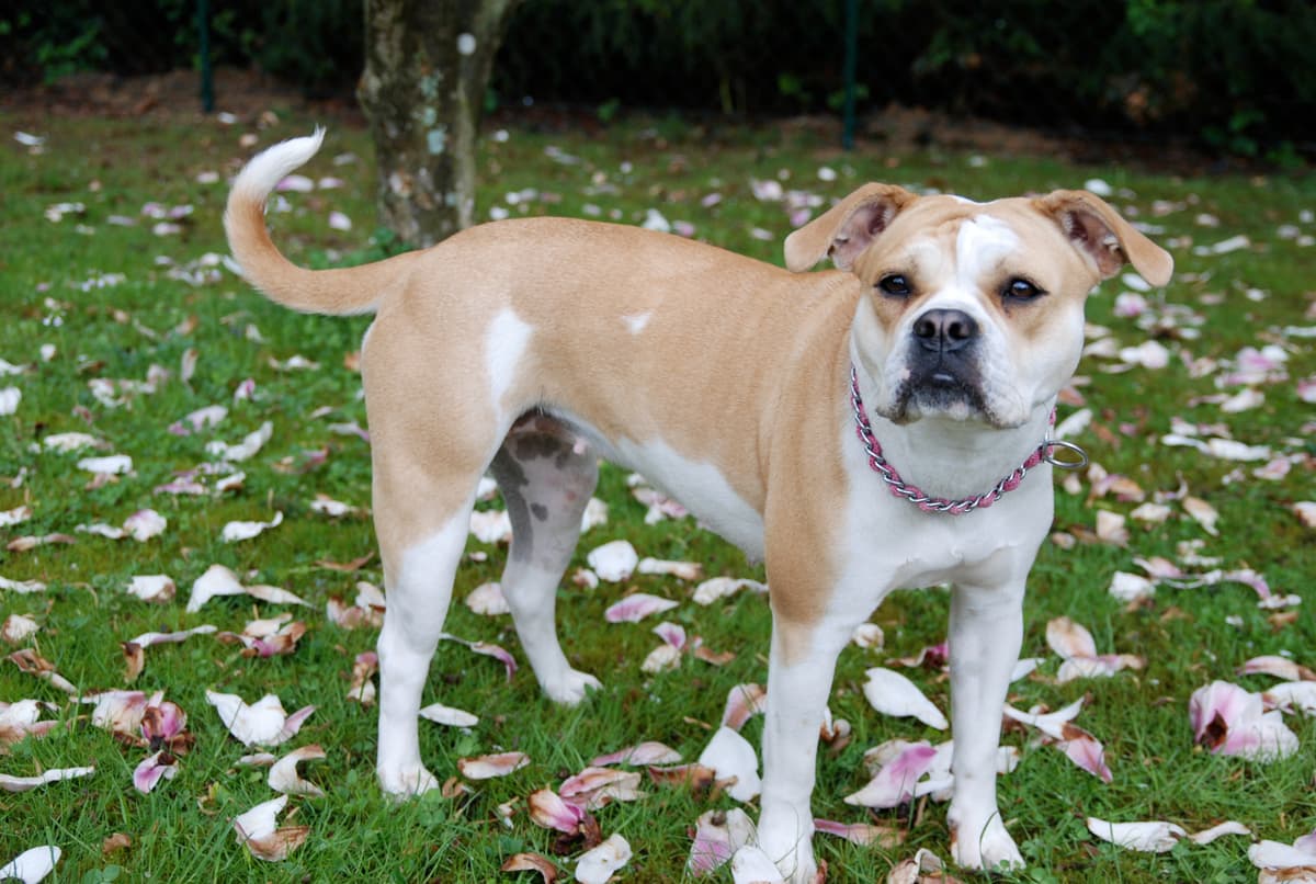 Little White Bulls' Trinchen