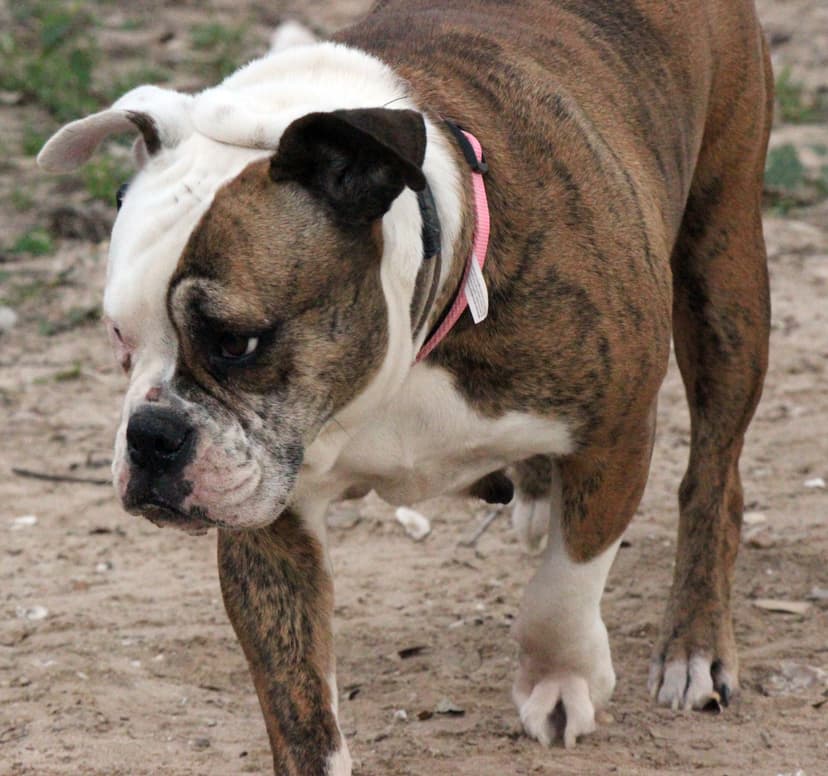 Lonestar's Miss Wiggles