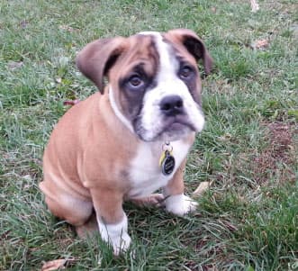 Lowell's Bentley Fechner