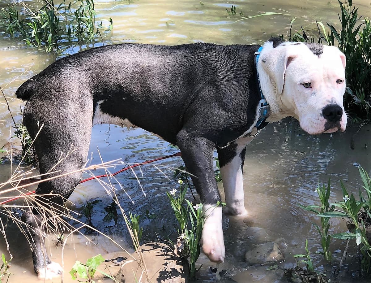 Lynch's Loyal Companion Daisy Lee Richie