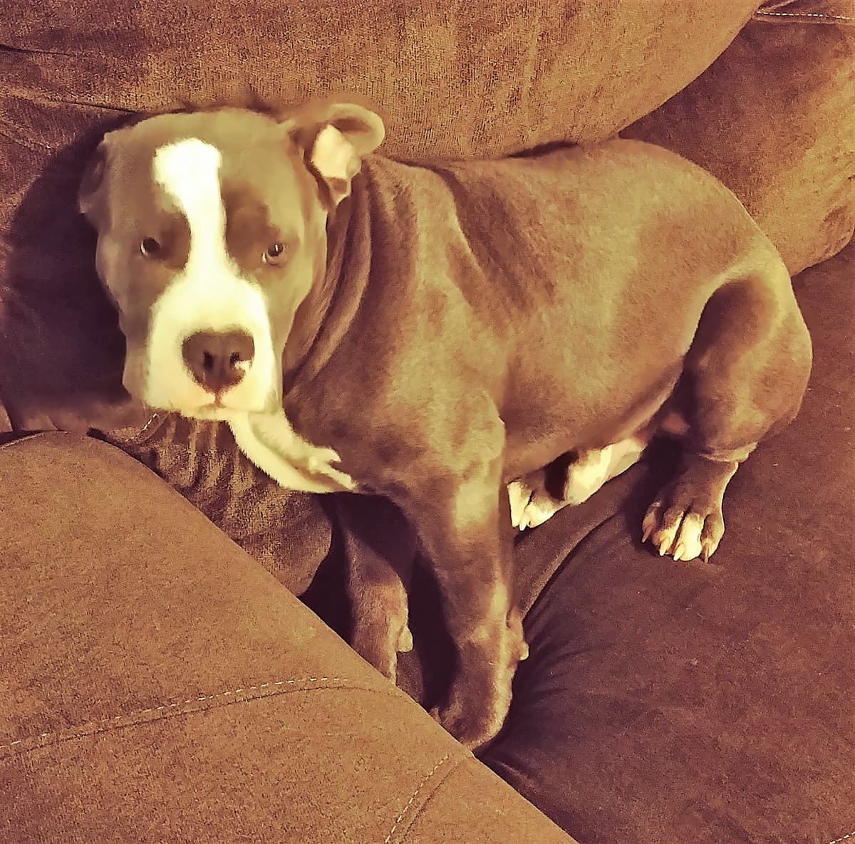 Lynch's Loyal Companion Diesel Horton