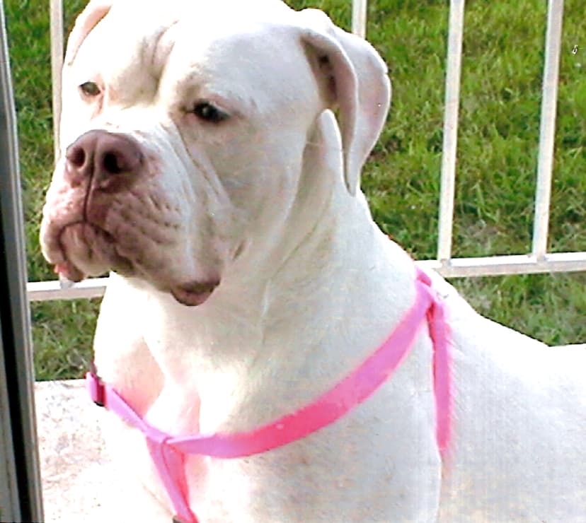 MaMa's Diamond Girl