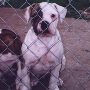 Mancera's & Mac's Rocky Bullboa