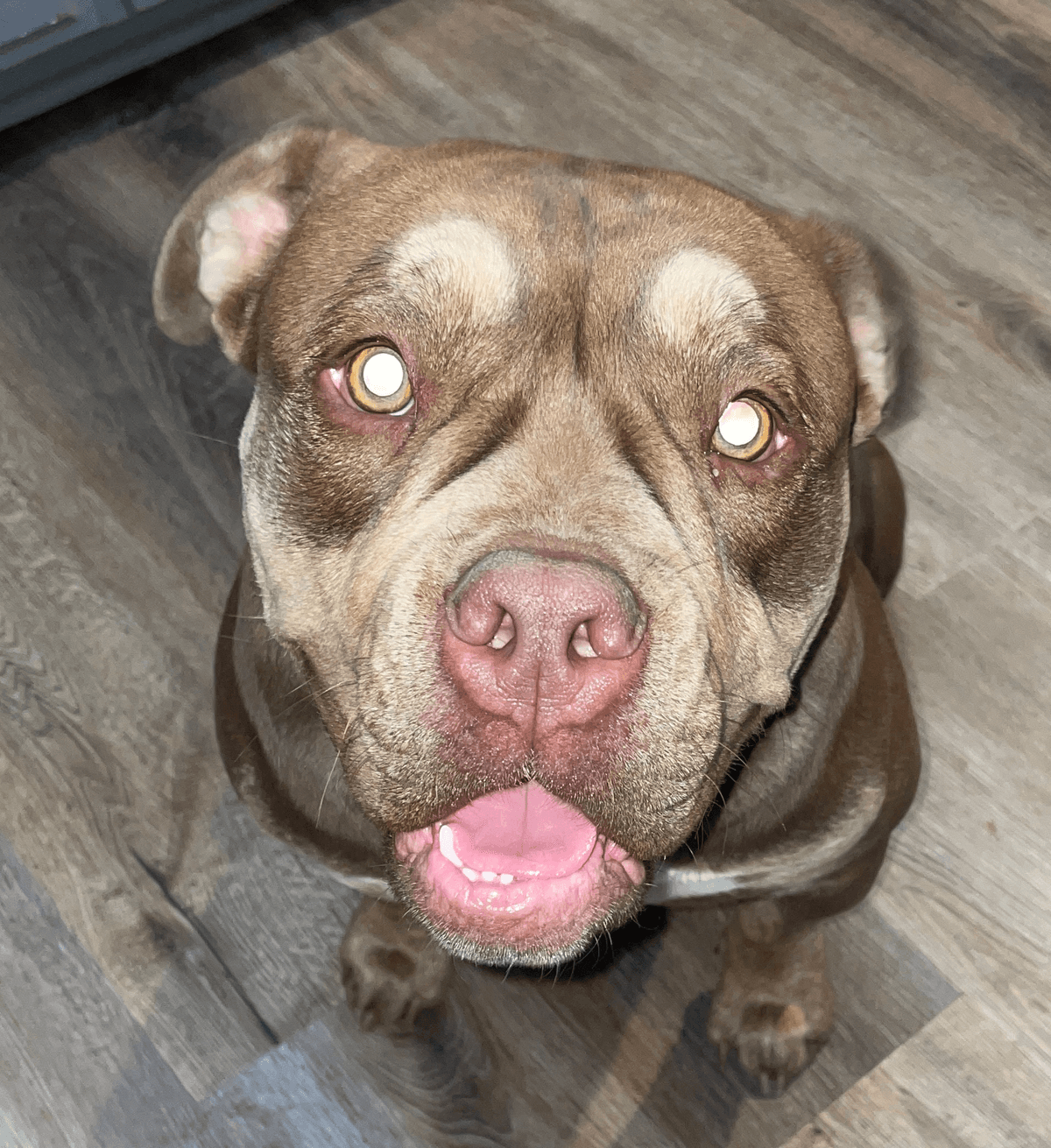 Maniak Kennels Rosie