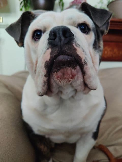Maritime's Ozzie