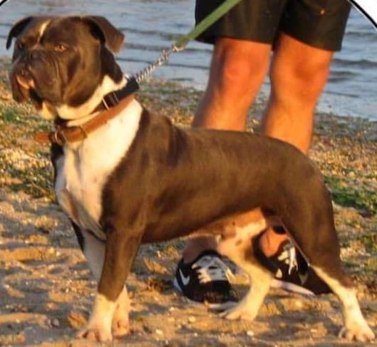 Mastini's Hamish