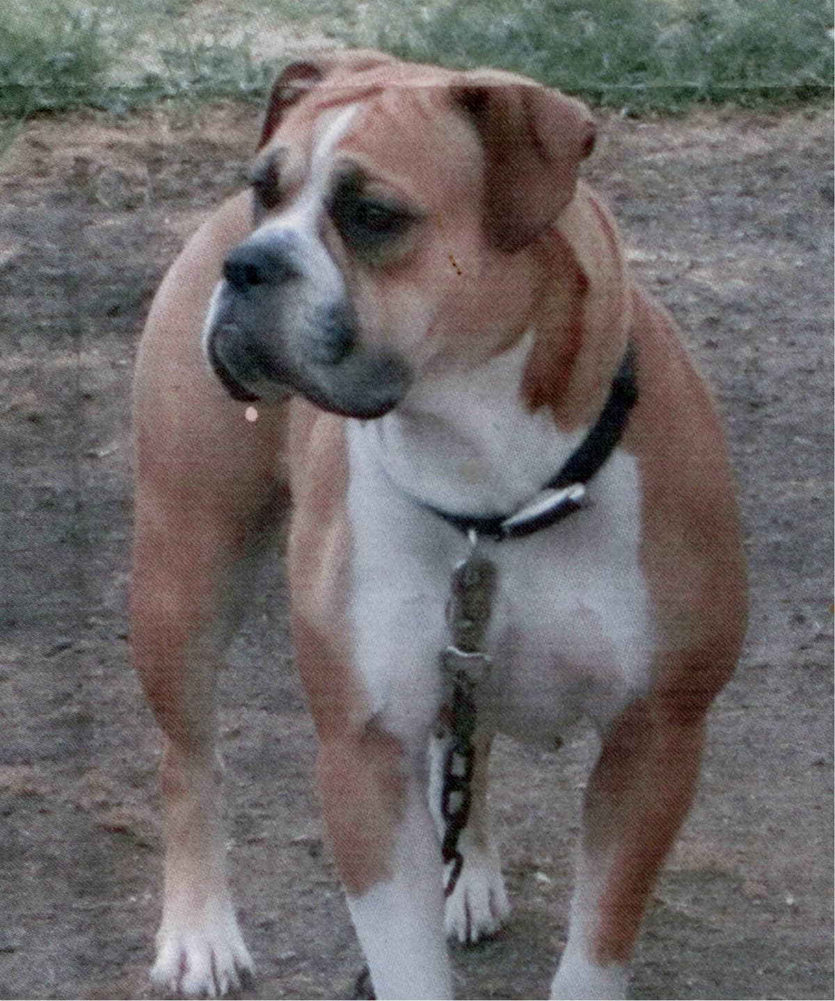 McCracken's Lexi