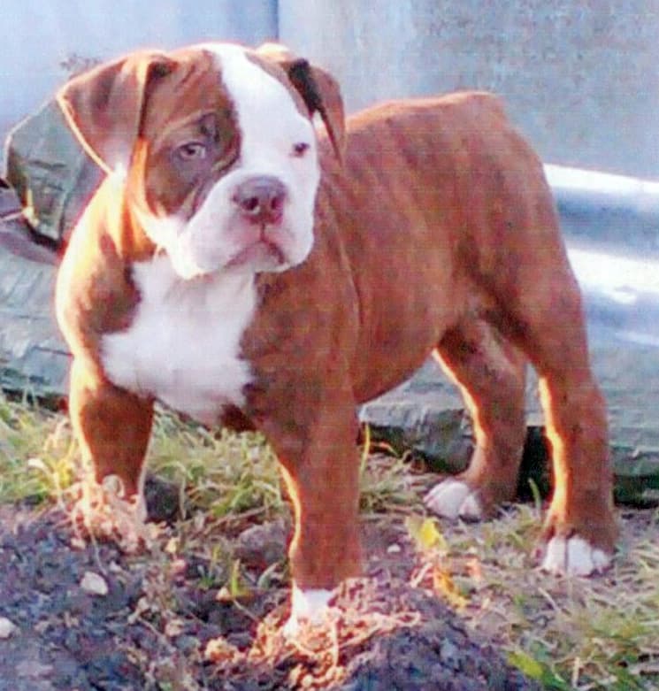 MHRB Brewster Rose
