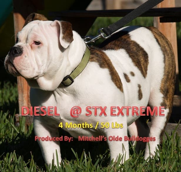 Mitchell's Diesel @ STX Extreme