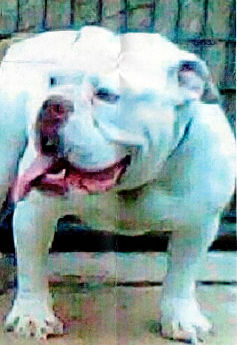 Mitchell's Polka Dot "aka Polkie" of Mitchell's Kennel
