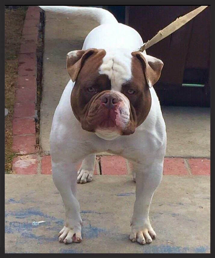 Miura Bulls' Beasty Boy
