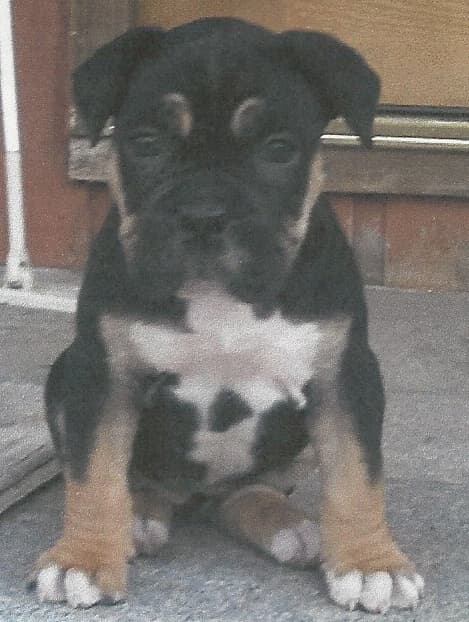 MK's Mini B Baby Me Bullies