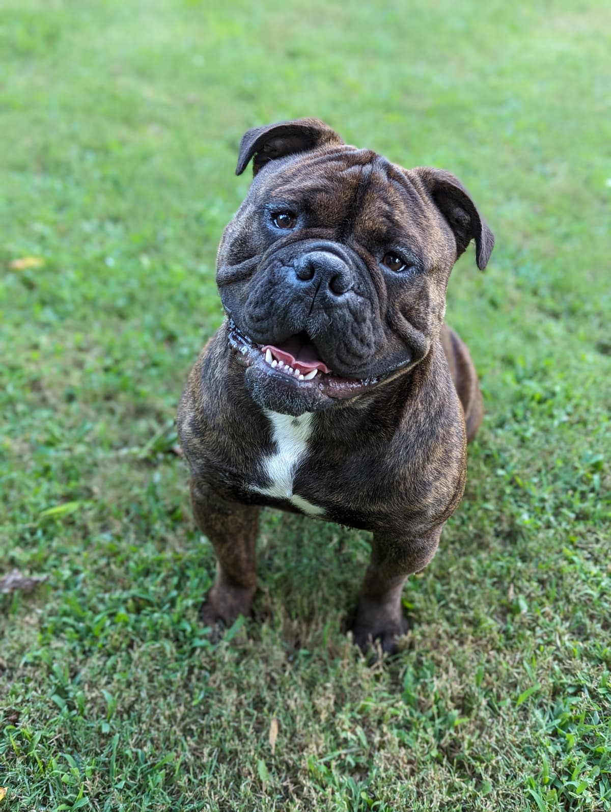 MOEB Koda